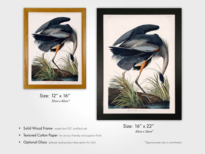 Great Blue Heron from 'Birds Of America' by John James Audubon - Pathos Studio - Art Prints