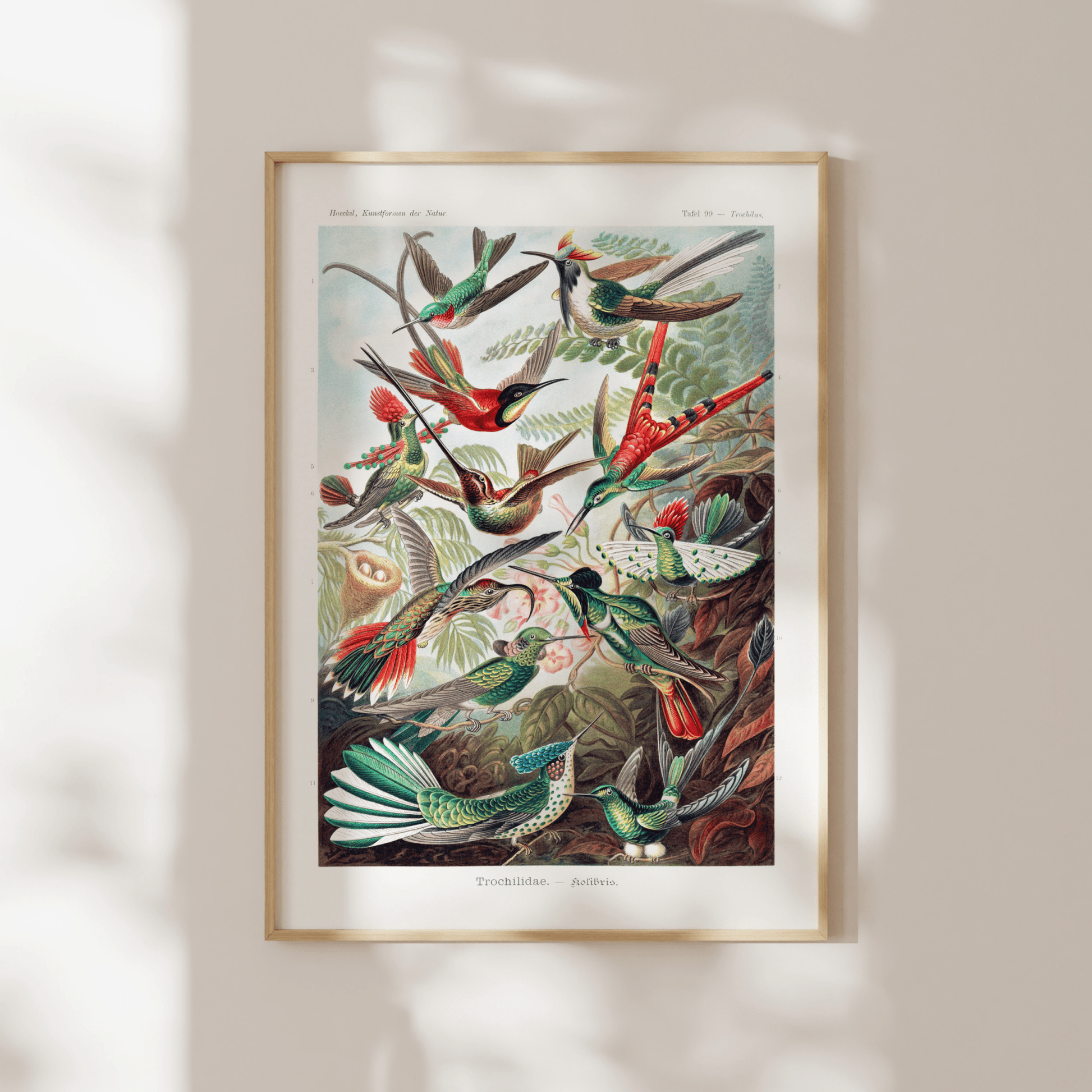 Hummingbirds (Trochilidae–Kolibris) - Pathos Studio - Art Prints