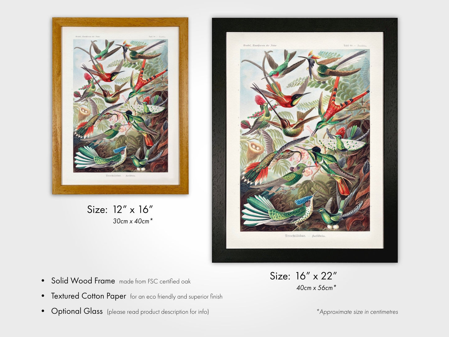 Hummingbirds (Trochilidae–Kolibris) - Pathos Studio - Art Prints