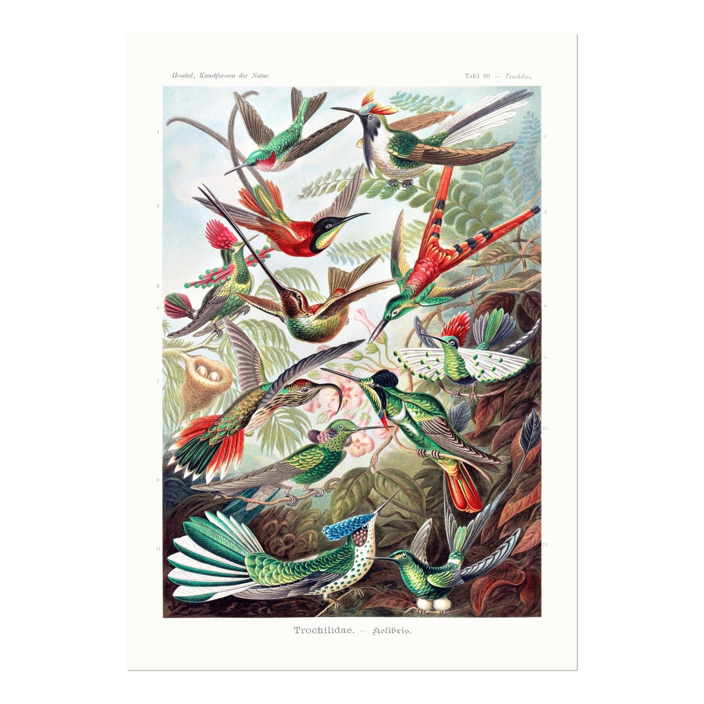 Hummingbirds (Trochilidae–Kolibris) - Pathos Studio - Art Prints