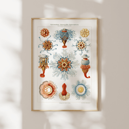 Hydromedusen (Siphonophores) - Pathos Studio - Art Prints