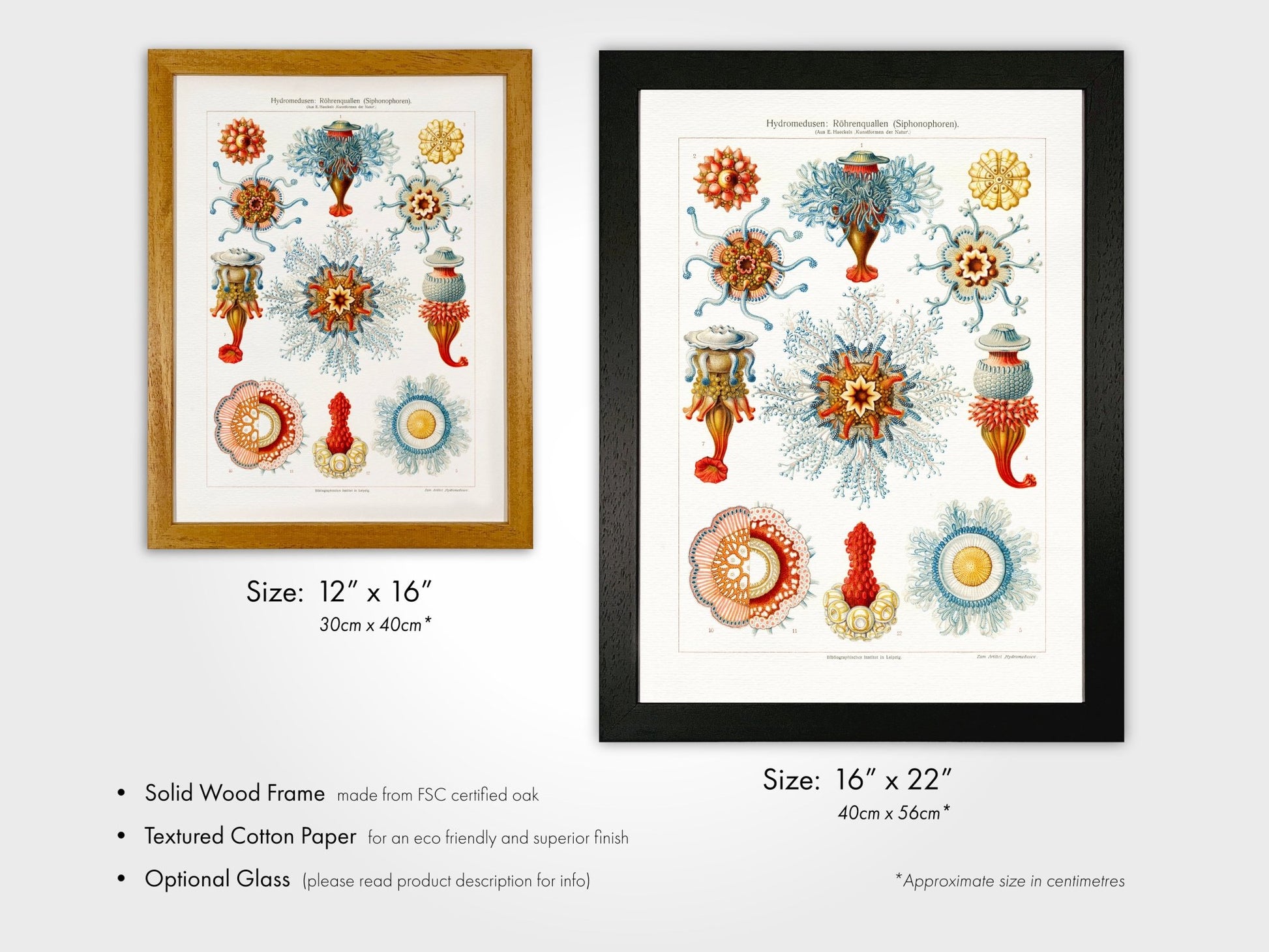 Hydromedusen (Siphonophores) - Pathos Studio - Art Prints