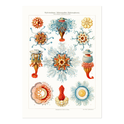 Hydromedusen (Siphonophores) - Pathos Studio - Art Prints