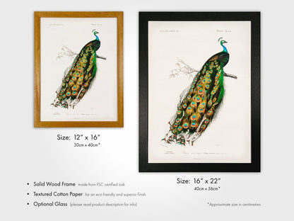 Indian Peacock (Animal Illustration from ‘Dictionnaire Universel D'histoire Naturelle’) - Pathos Studio - Art Prints