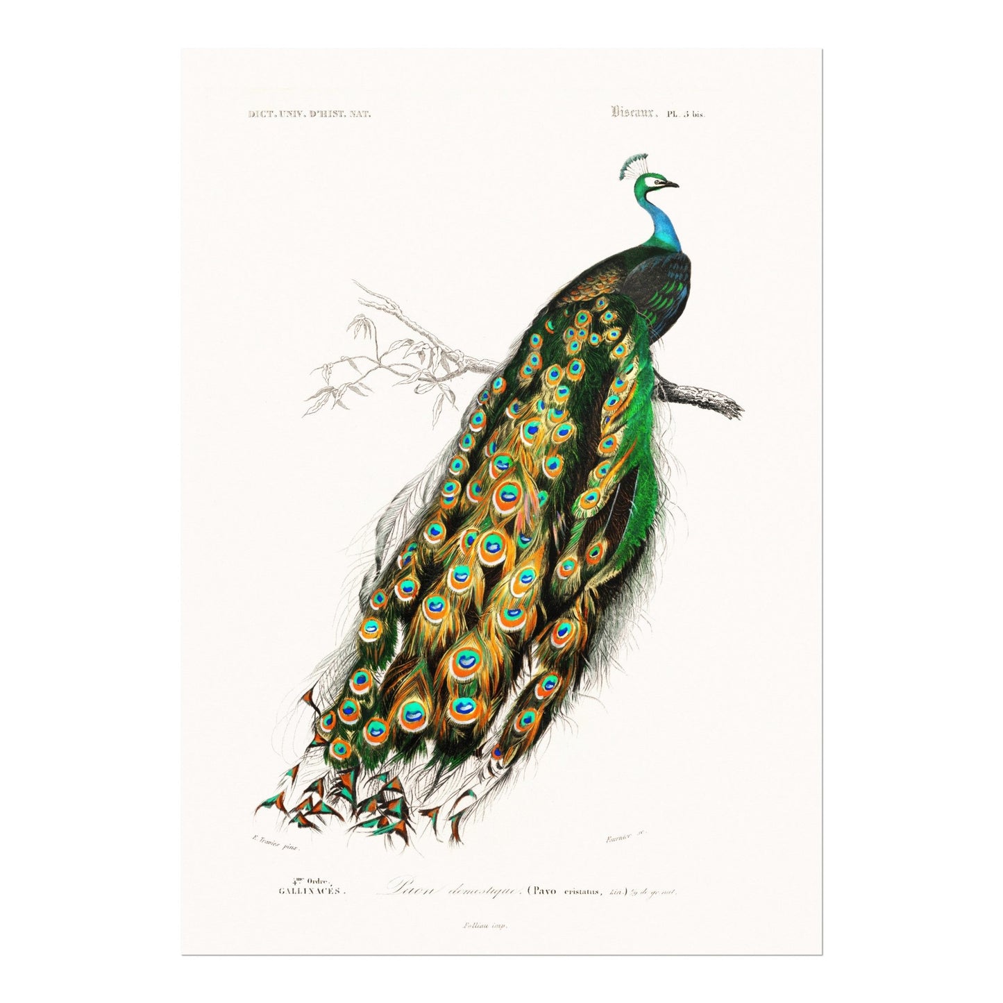 Indian Peacock (Animal Illustration from ‘Dictionnaire Universel D'histoire Naturelle’) - Pathos Studio - Art Prints