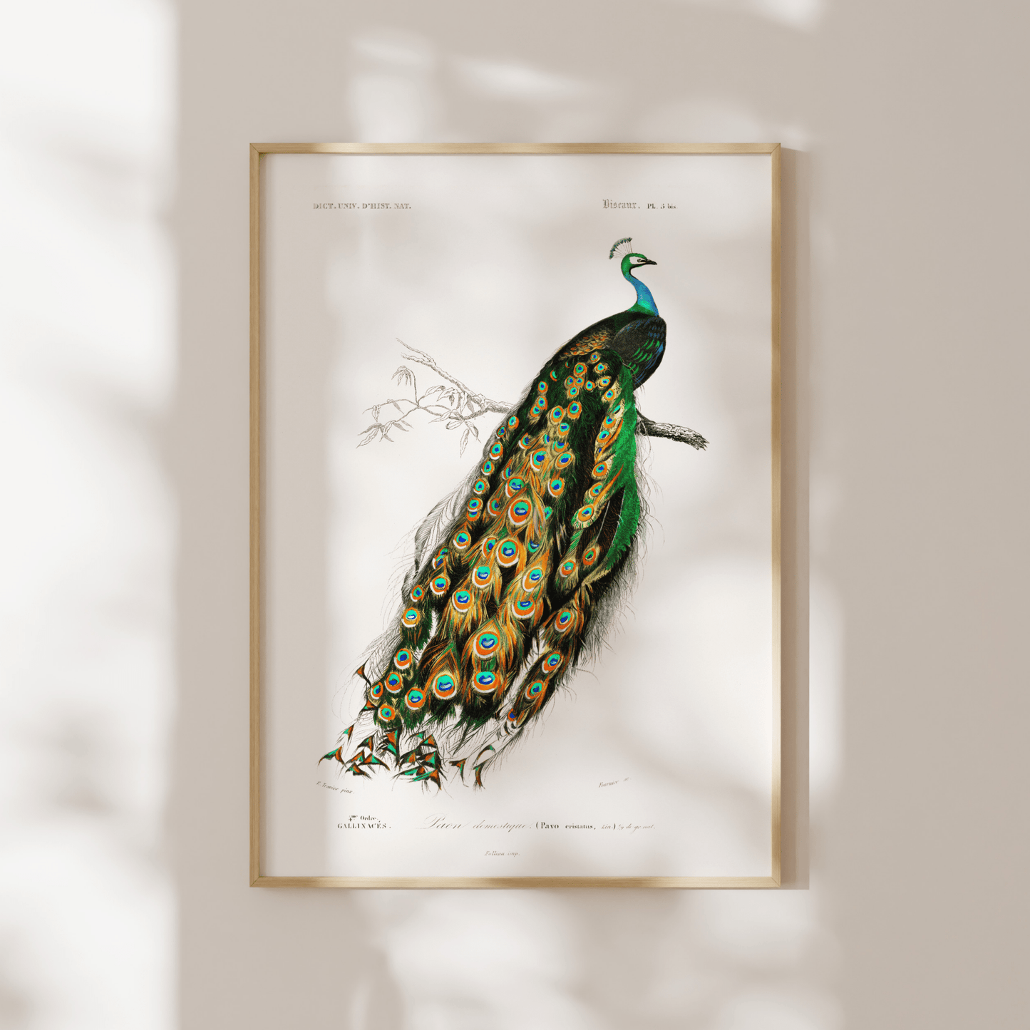 Indian Peacock (Animal Illustration from ‘Dictionnaire Universel D'histoire Naturelle’) - Pathos Studio - Art Prints