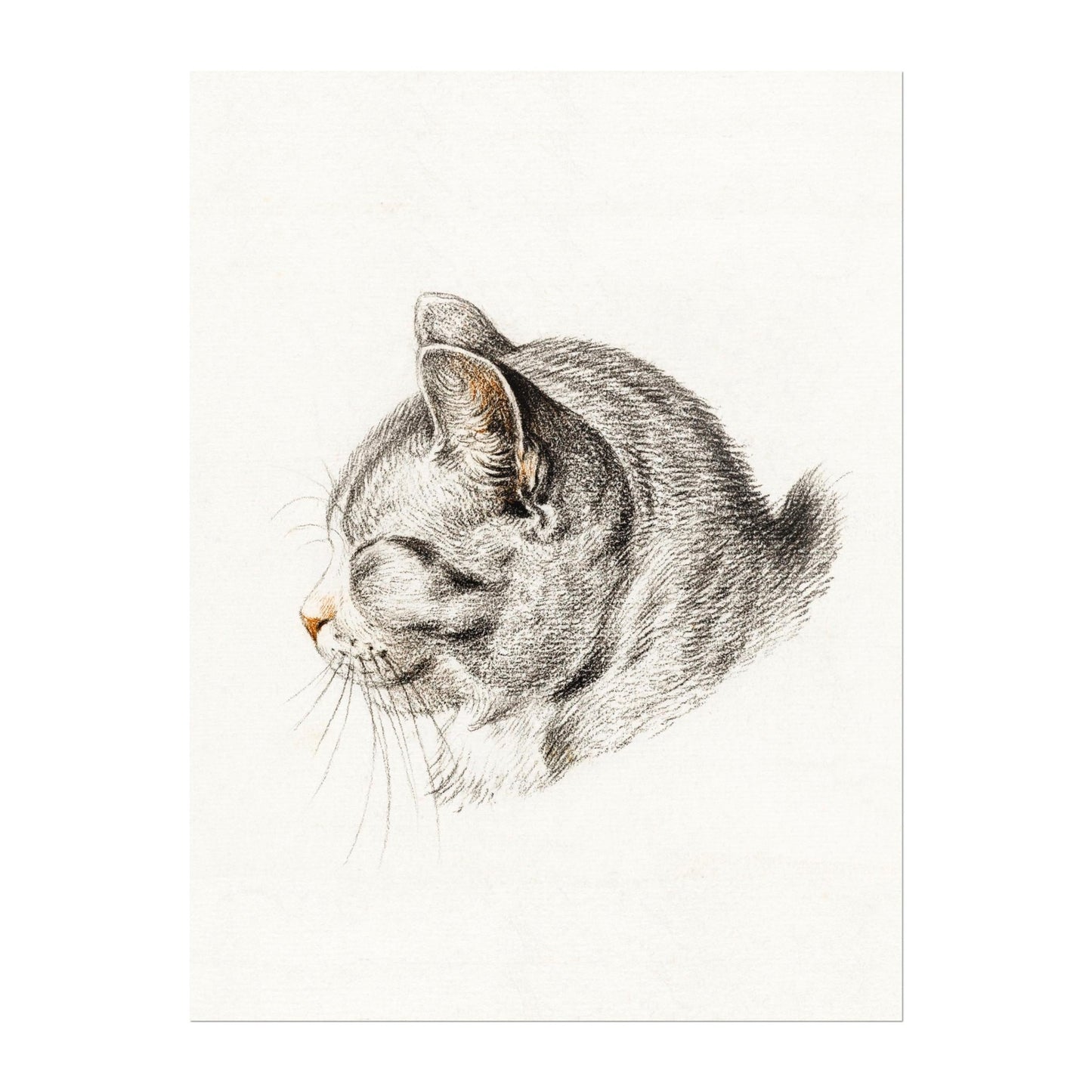 Jean Bernard - Sketch of a Cat | Art Prints | Pathos Studio