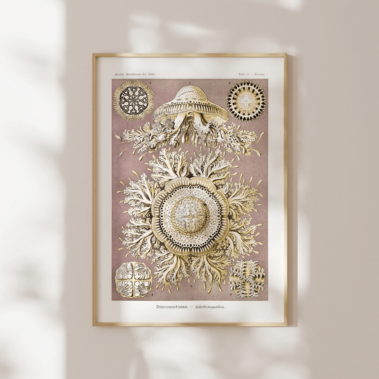 Jellyfish (Discomedusae) - Pathos Studio - Art Prints