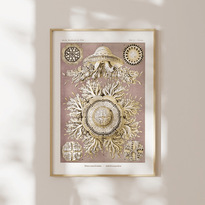 Jellyfish (Discomedusae) - Pathos Studio - Art Prints