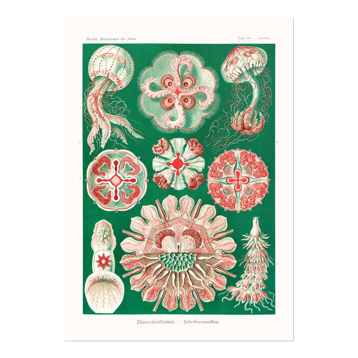 Jellyfish (Discomedusae) - Pathos Studio - Art Prints