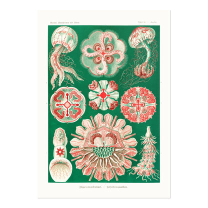 Jellyfish (Discomedusae) - Pathos Studio - Art Prints