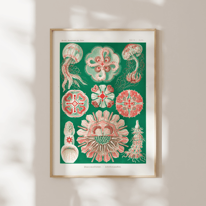 Jellyfish (Discomedusae) - Pathos Studio - Art Prints