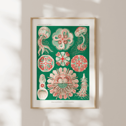 Jellyfish (Discomedusae) - Pathos Studio - Art Prints