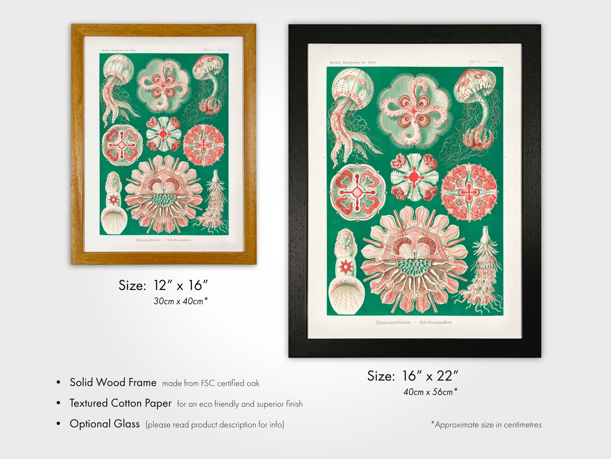 Jellyfish (Discomedusae) - Pathos Studio - Art Prints