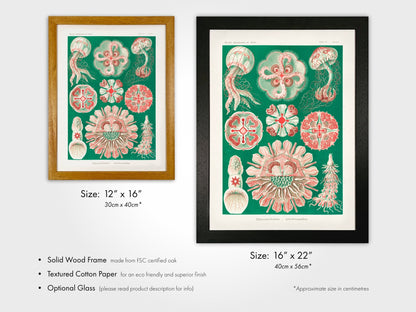 Jellyfish (Discomedusae) - Pathos Studio - Art Prints