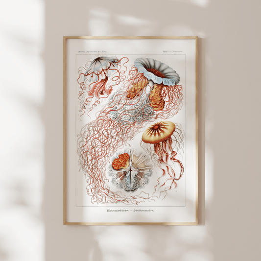 Jellyfish (Discomedusae) - Pathos Studio - Art Prints