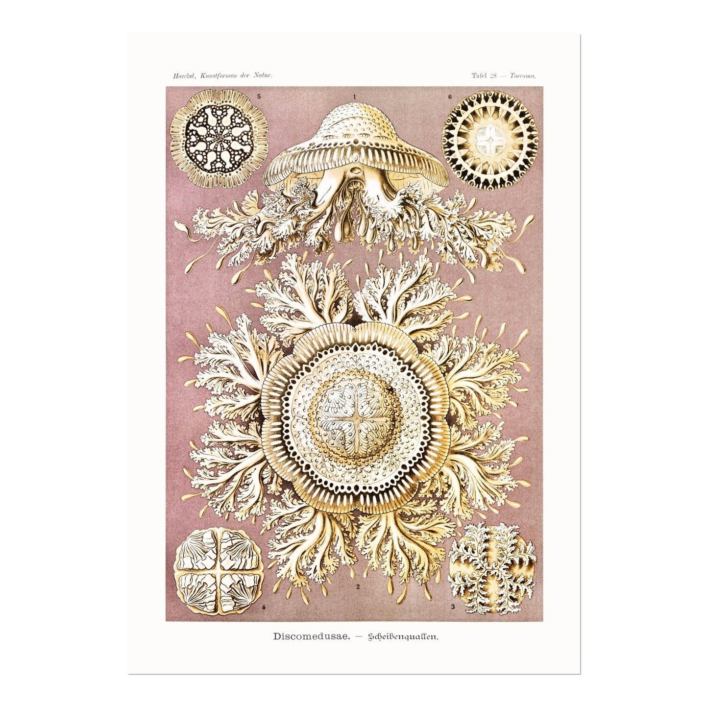 Jellyfish (Discomedusae) - Pathos Studio - Art Prints