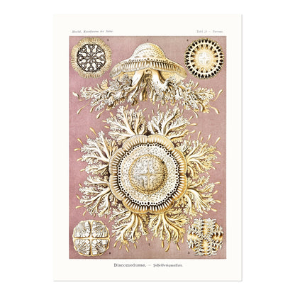 Jellyfish (Discomedusae) - Pathos Studio - Art Prints