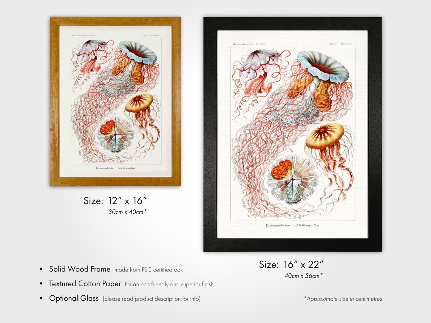 Jellyfish (Discomedusae) - Pathos Studio - Art Prints