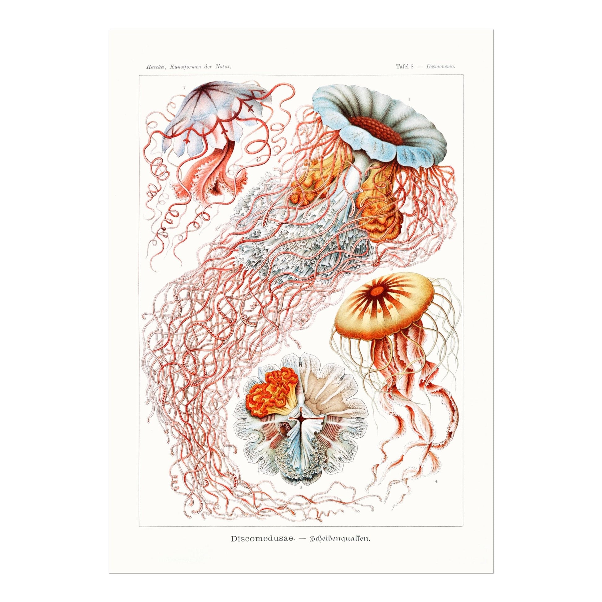 Jellyfish (Discomedusae) - Pathos Studio - Art Prints