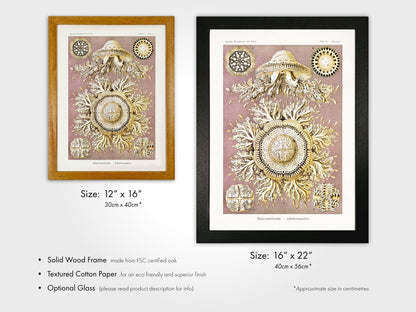 Jellyfish (Discomedusae) - Pathos Studio - Art Prints