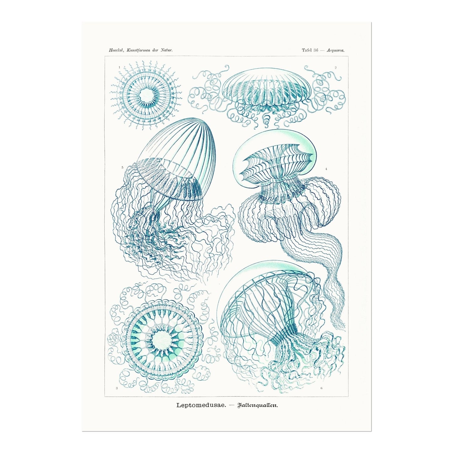 Leptomedusae - Pathos Studio - Art Prints