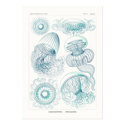 Leptomedusae - Pathos Studio - Art Prints