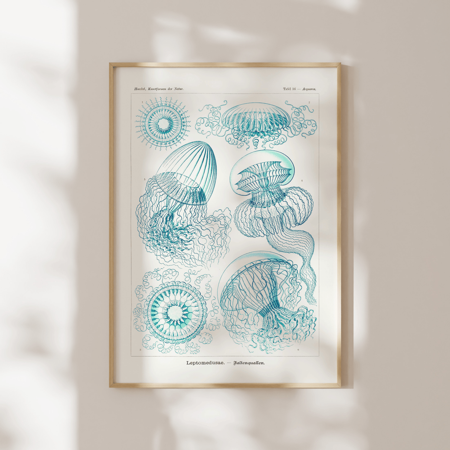 Leptomedusae - Pathos Studio - Art Prints