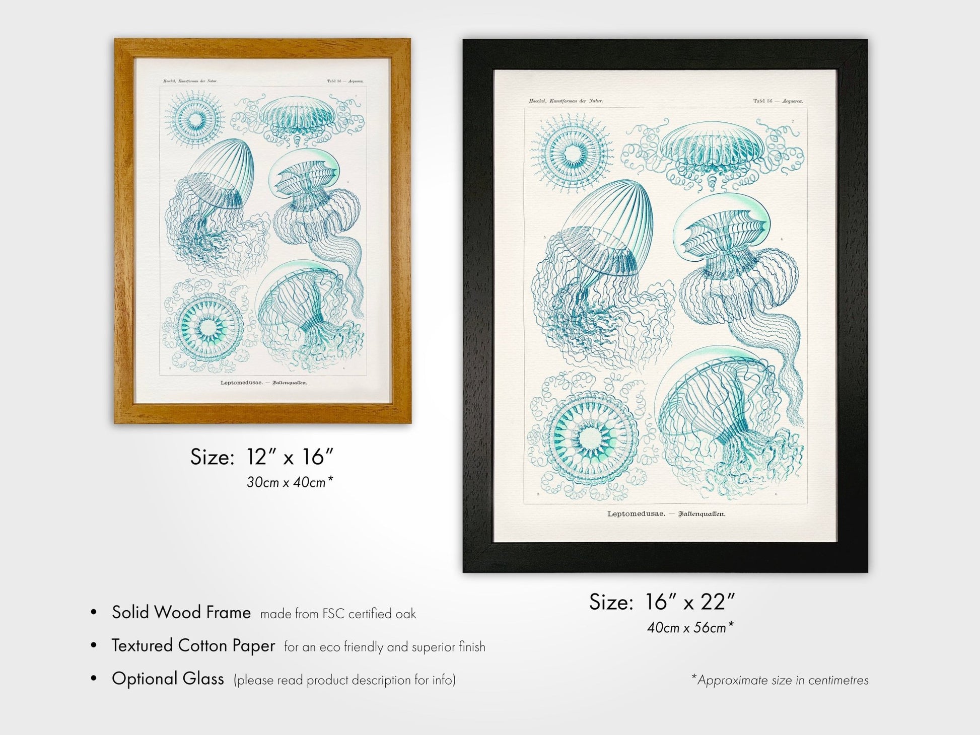 Leptomedusae - Pathos Studio - Art Prints