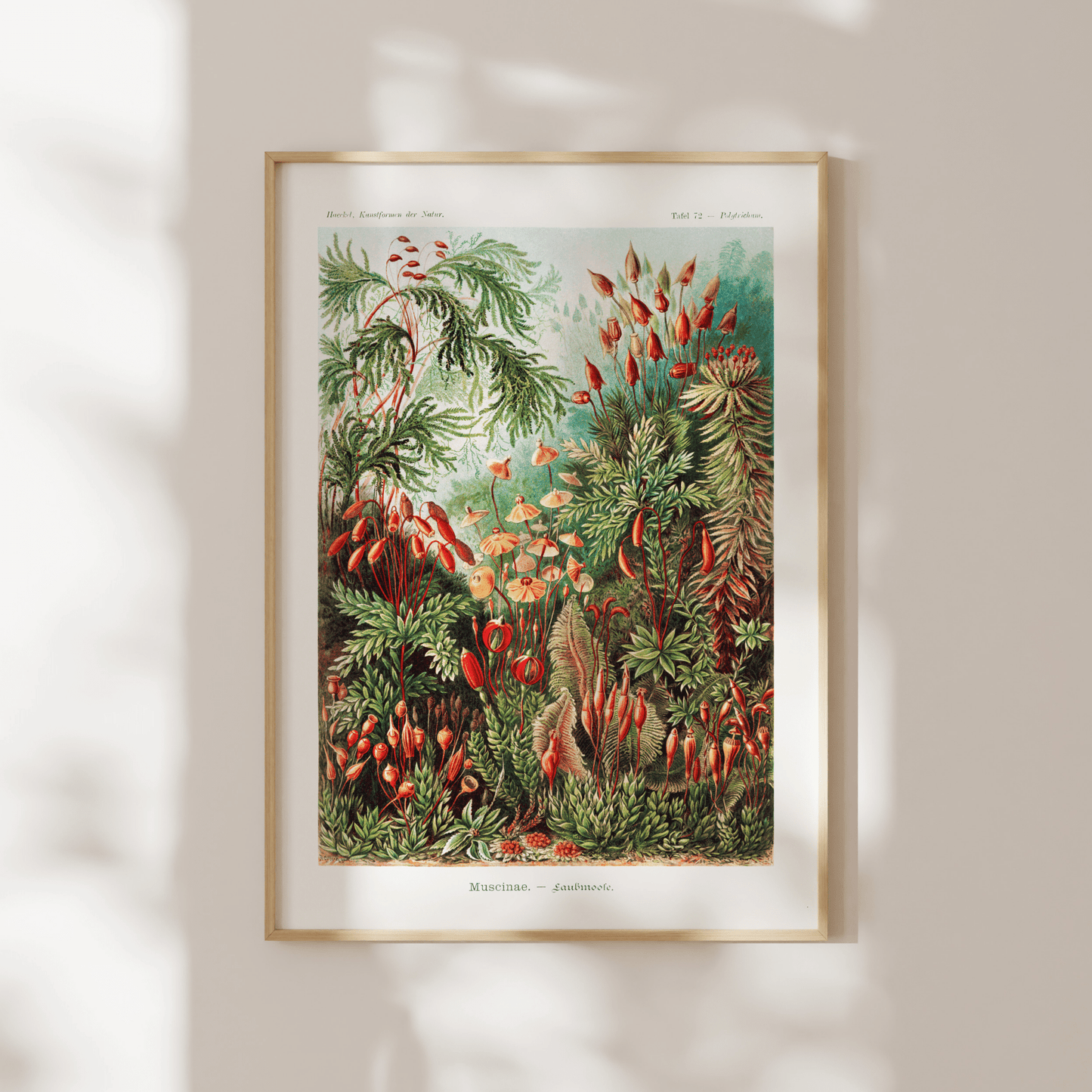 Mosses (Muscinae) - Pathos Studio - Art Prints