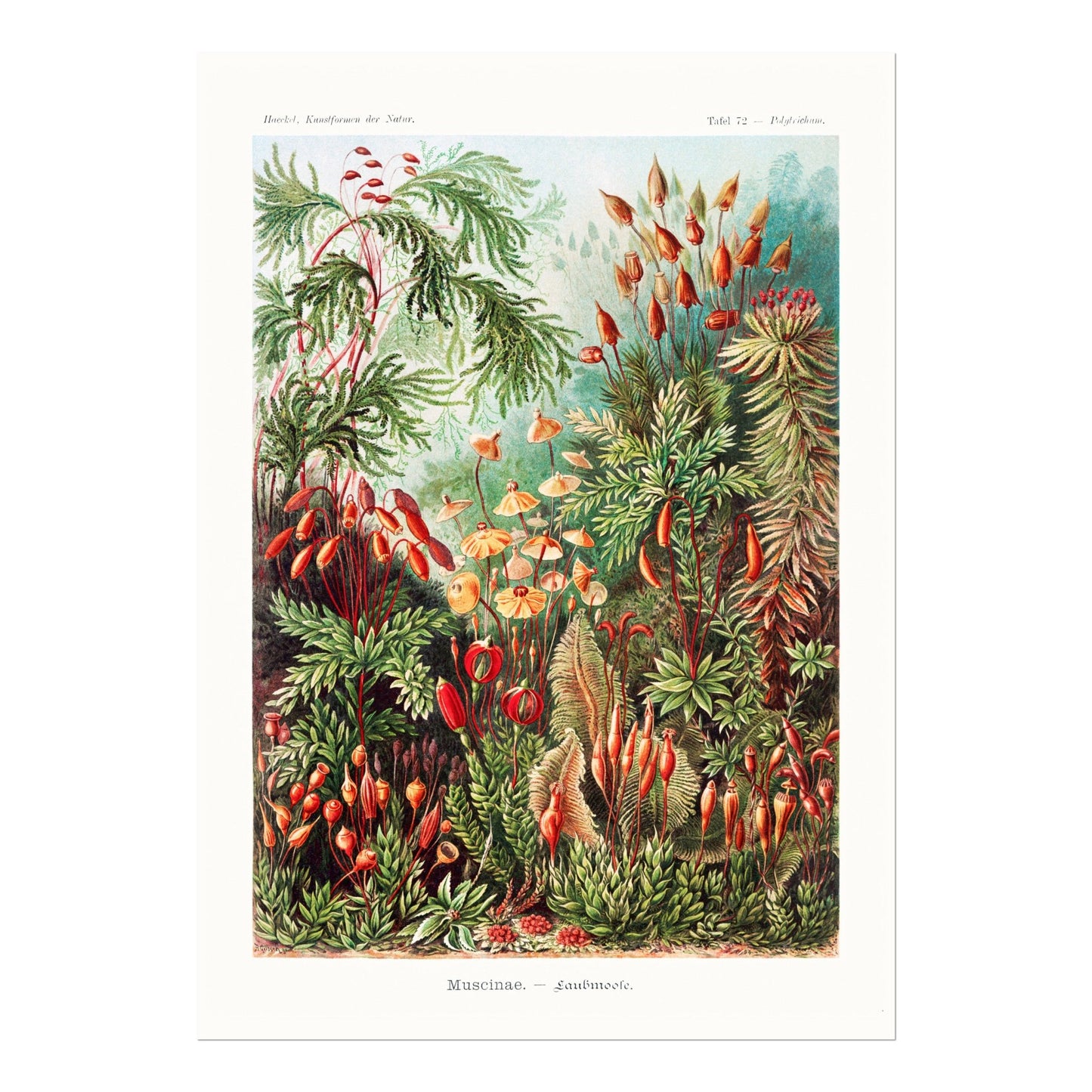 Mosses (Muscinae) - Pathos Studio - Art Prints