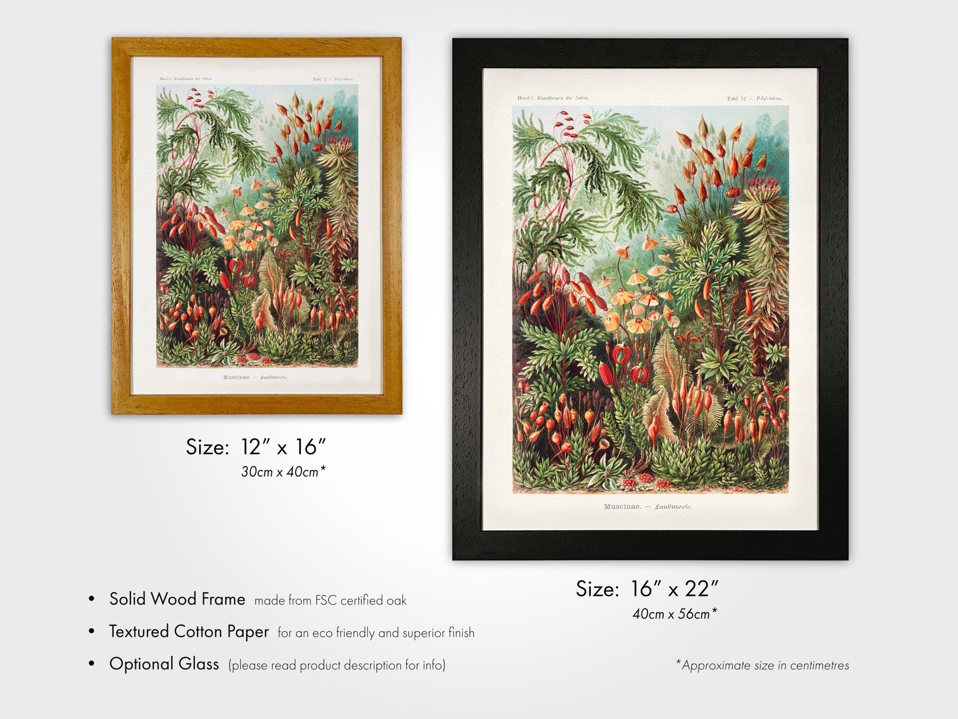 Mosses (Muscinae) - Pathos Studio - Art Prints
