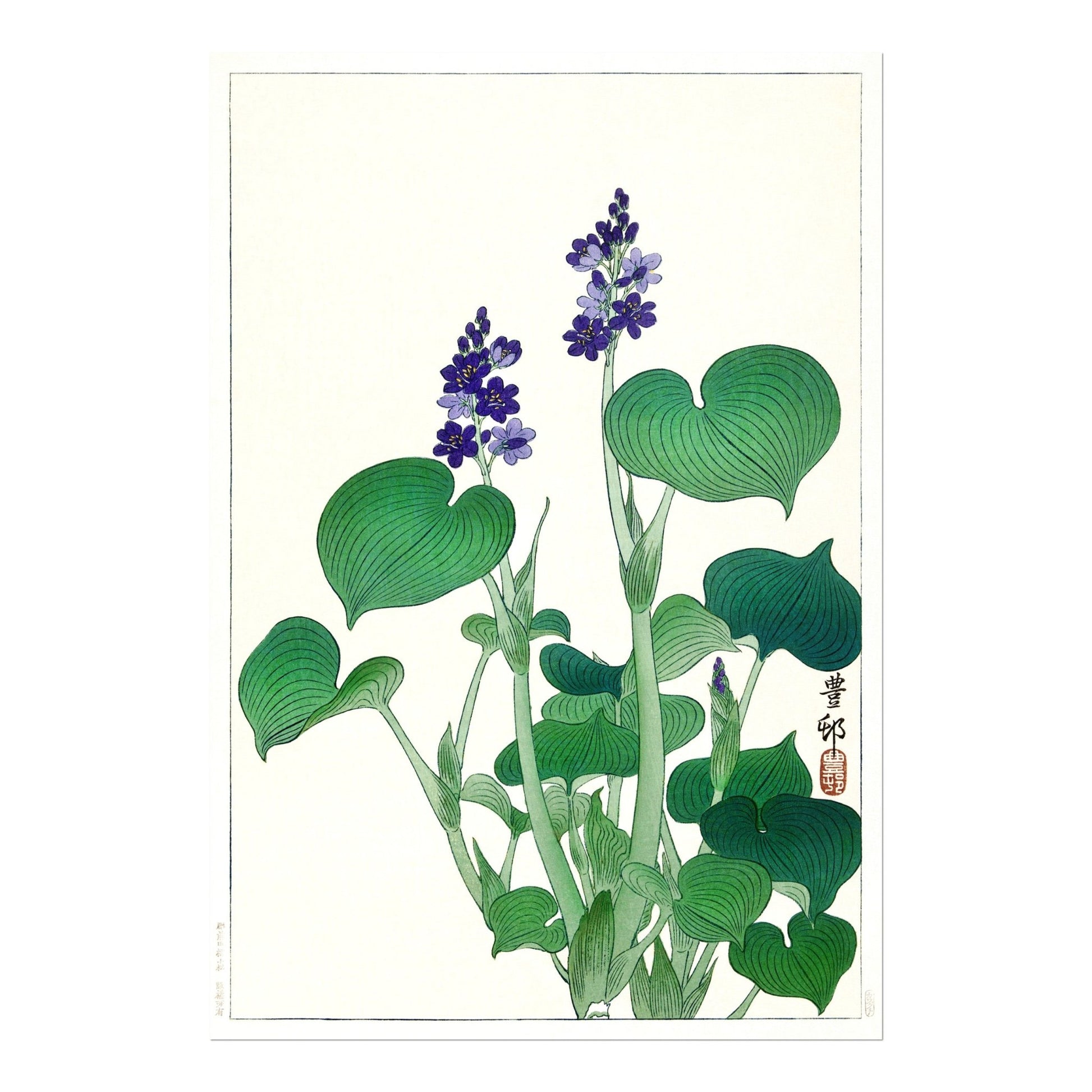 OHARA KOSON - Blooming Hosta - Pathos Studio - Art Prints