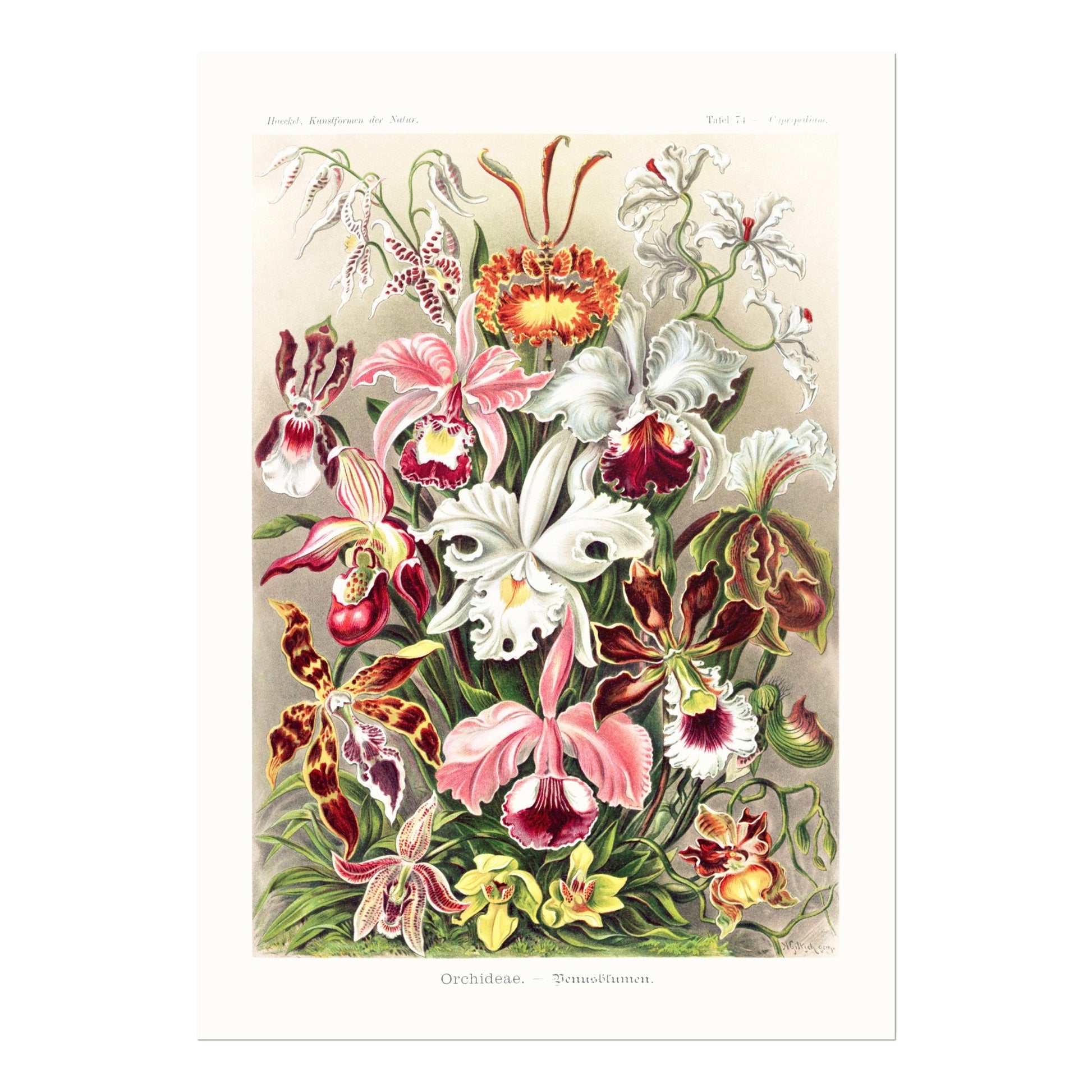 Orchids (Orchideae–Denusblumen) - Pathos Studio - Art Prints