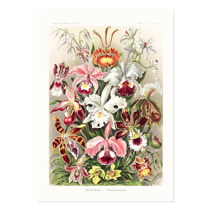 Orchids (Orchideae–Denusblumen) - Pathos Studio - Art Prints