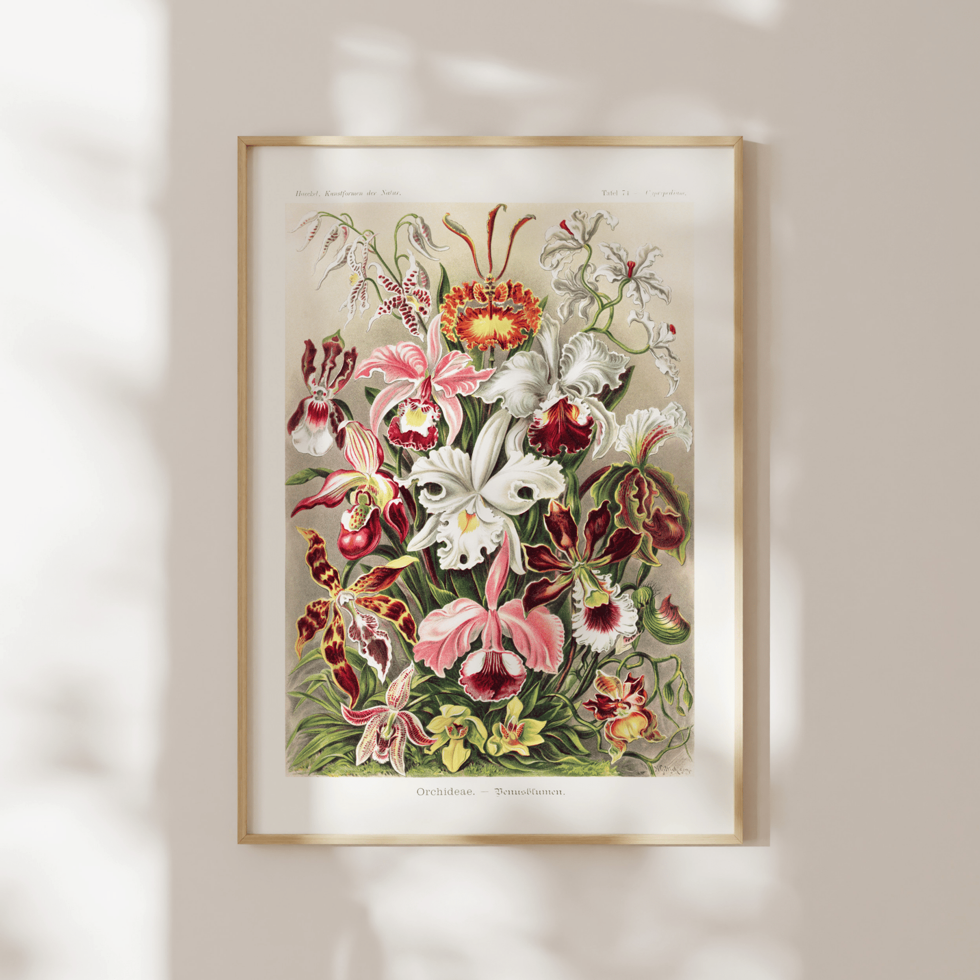 Orchids (Orchideae–Denusblumen) - Pathos Studio - Art Prints