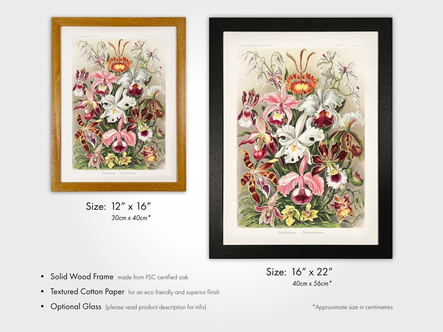 Orchids (Orchideae–Denusblumen) - Pathos Studio - Art Prints