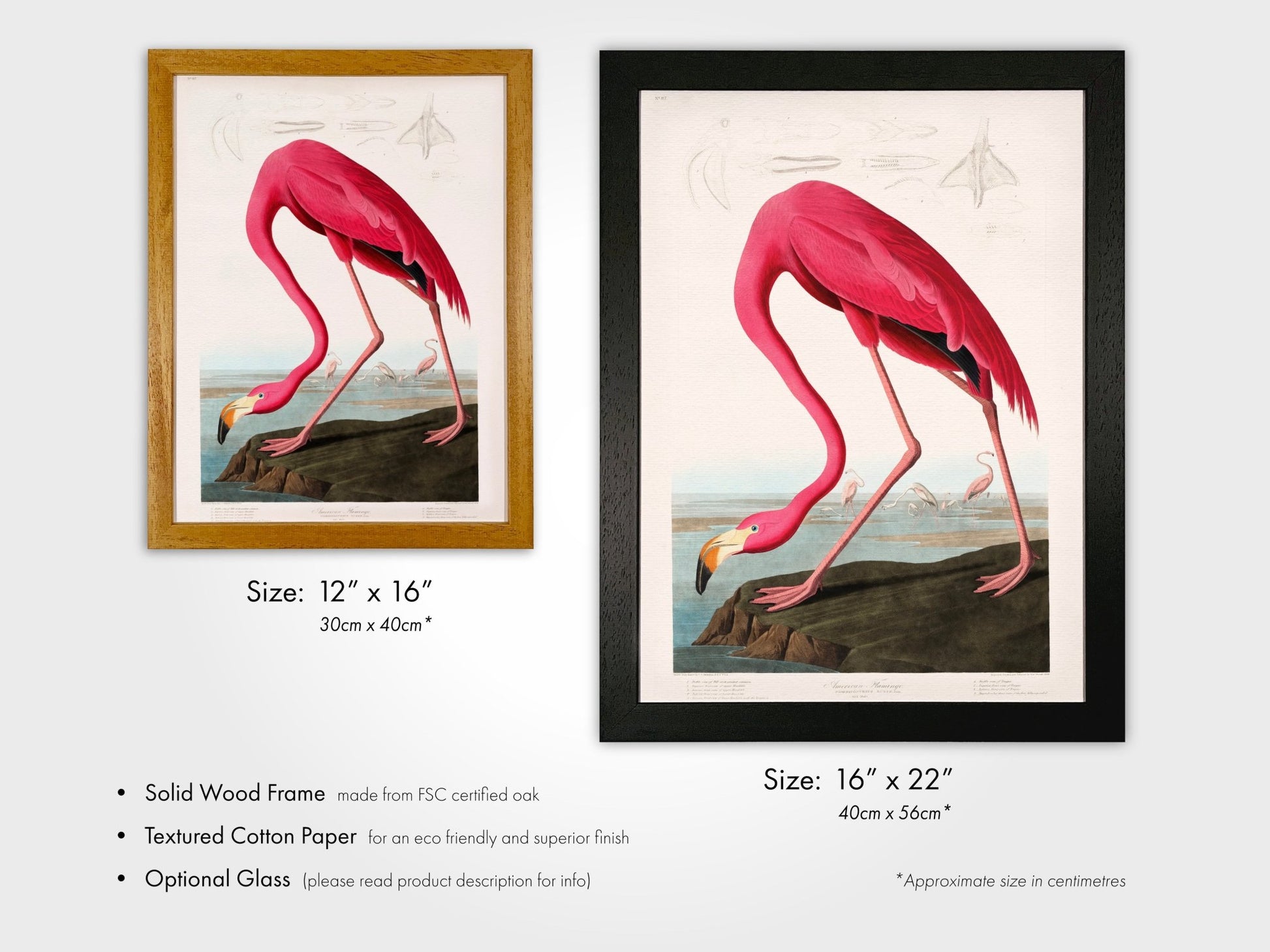 Pink Flamingo from 'Birds Of America' by John James Audubon - Pathos Studio - Art Prints