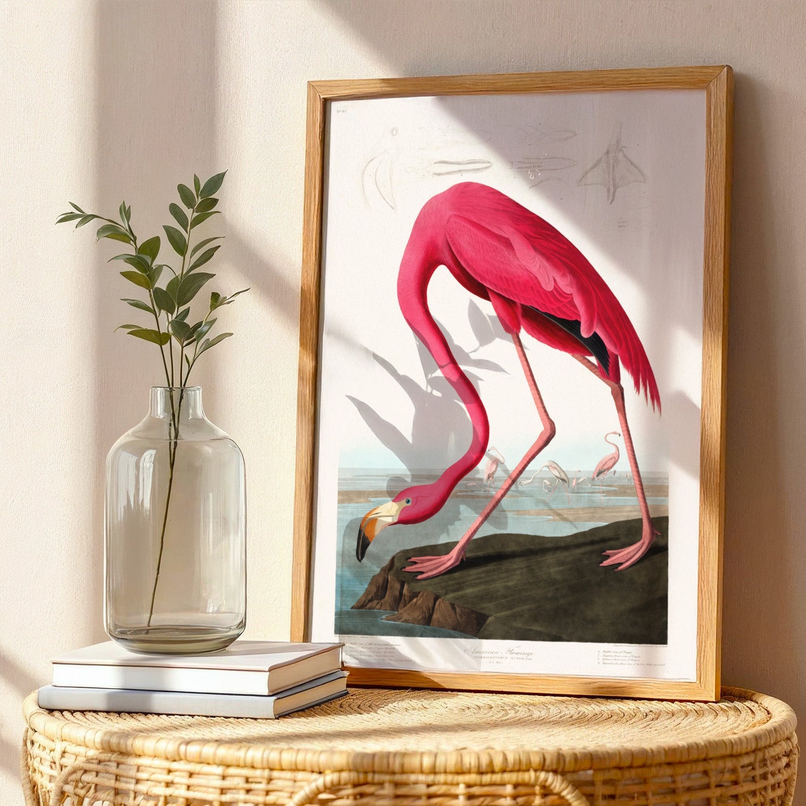 Pink Flamingo from 'Birds Of America' by John James Audubon - Pathos Studio - Art Prints