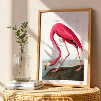 Pink Flamingo from 'Birds Of America' by John James Audubon - Pathos Studio - Art Prints