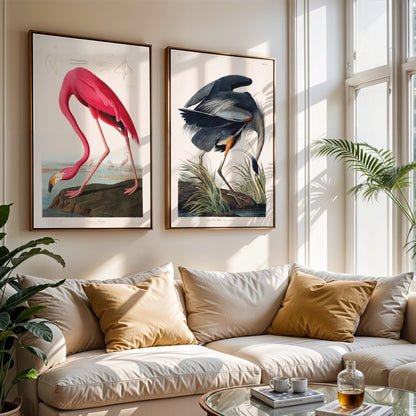 Pink Flamingo from 'Birds Of America' by John James Audubon - Pathos Studio - Art Prints