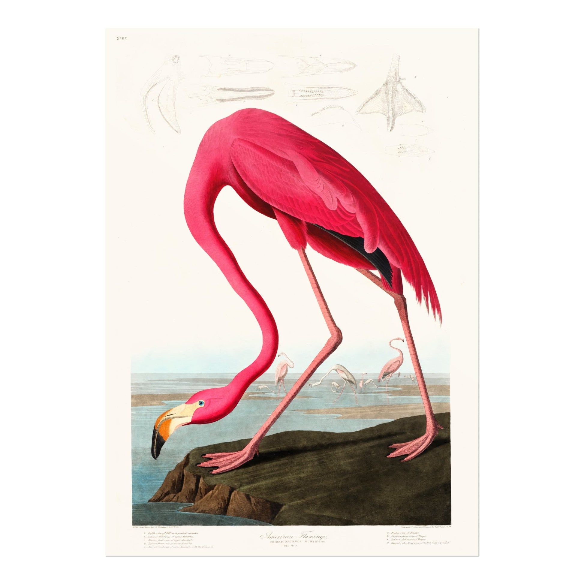 Pink Flamingo from 'Birds Of America' by John James Audubon - Pathos Studio - Art Prints