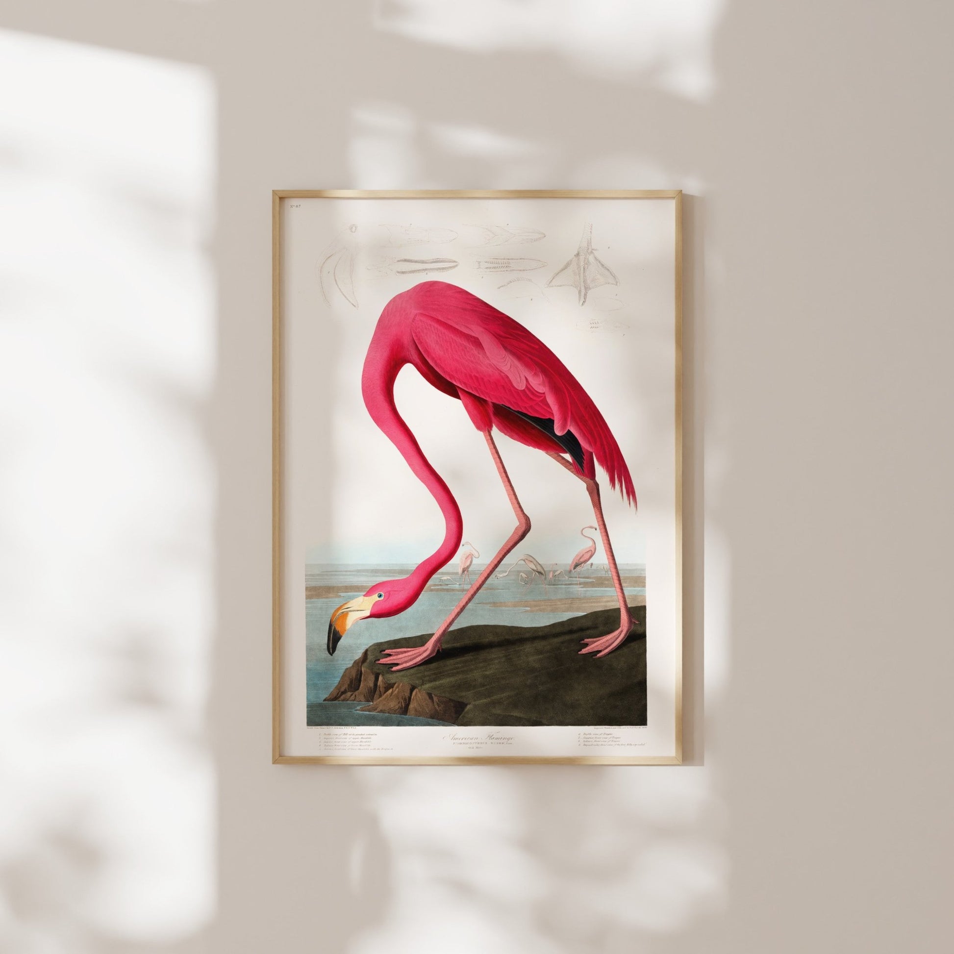 Pink Flamingo from 'Birds Of America' by John James Audubon - Pathos Studio - Art Prints