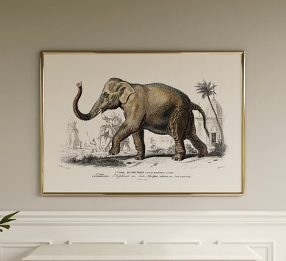 Asiatischer Elefant aus „Dictionnaire Universel D'histoire Naturelle“