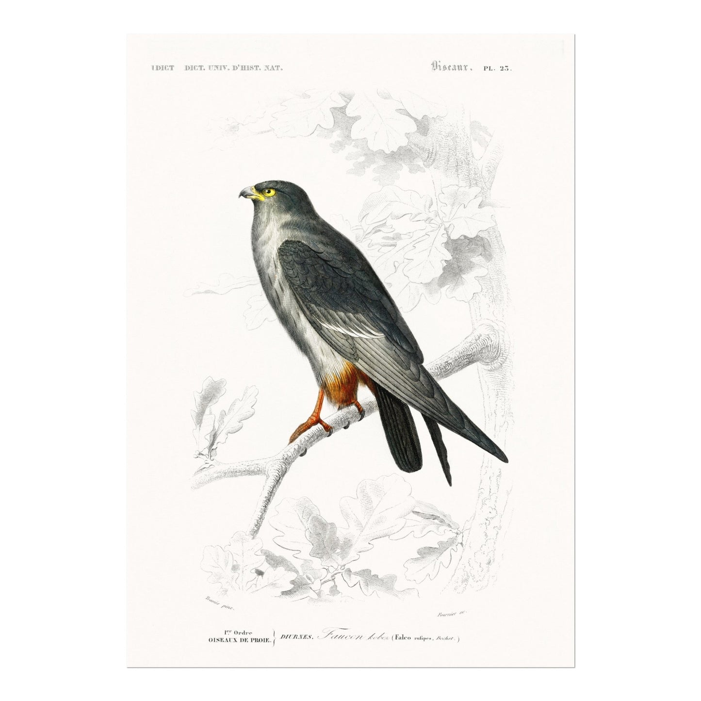 Red - Footed Falcon (Animal Illustration from ‘Dictionnaire Universel D'histoire Naturelle’) - Pathos Studio - Art Prints