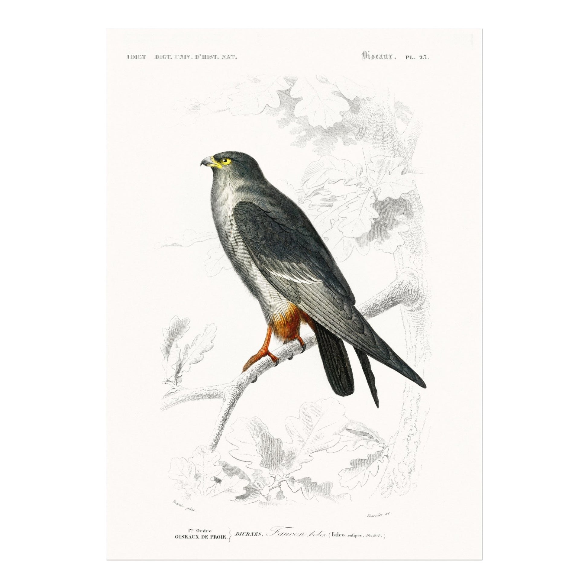 Red - Footed Falcon (Animal Illustration from ‘Dictionnaire Universel D'histoire Naturelle’) - Pathos Studio - Art Prints
