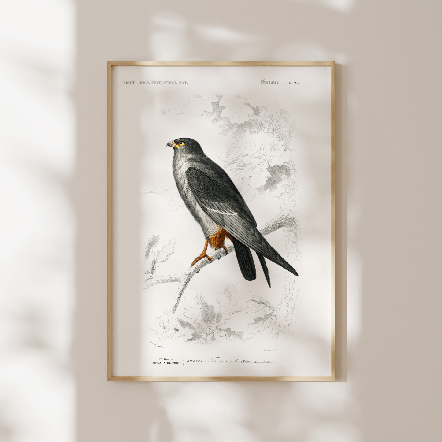 Red - Footed Falcon (Animal Illustration from ‘Dictionnaire Universel D'histoire Naturelle’) - Pathos Studio - Art Prints