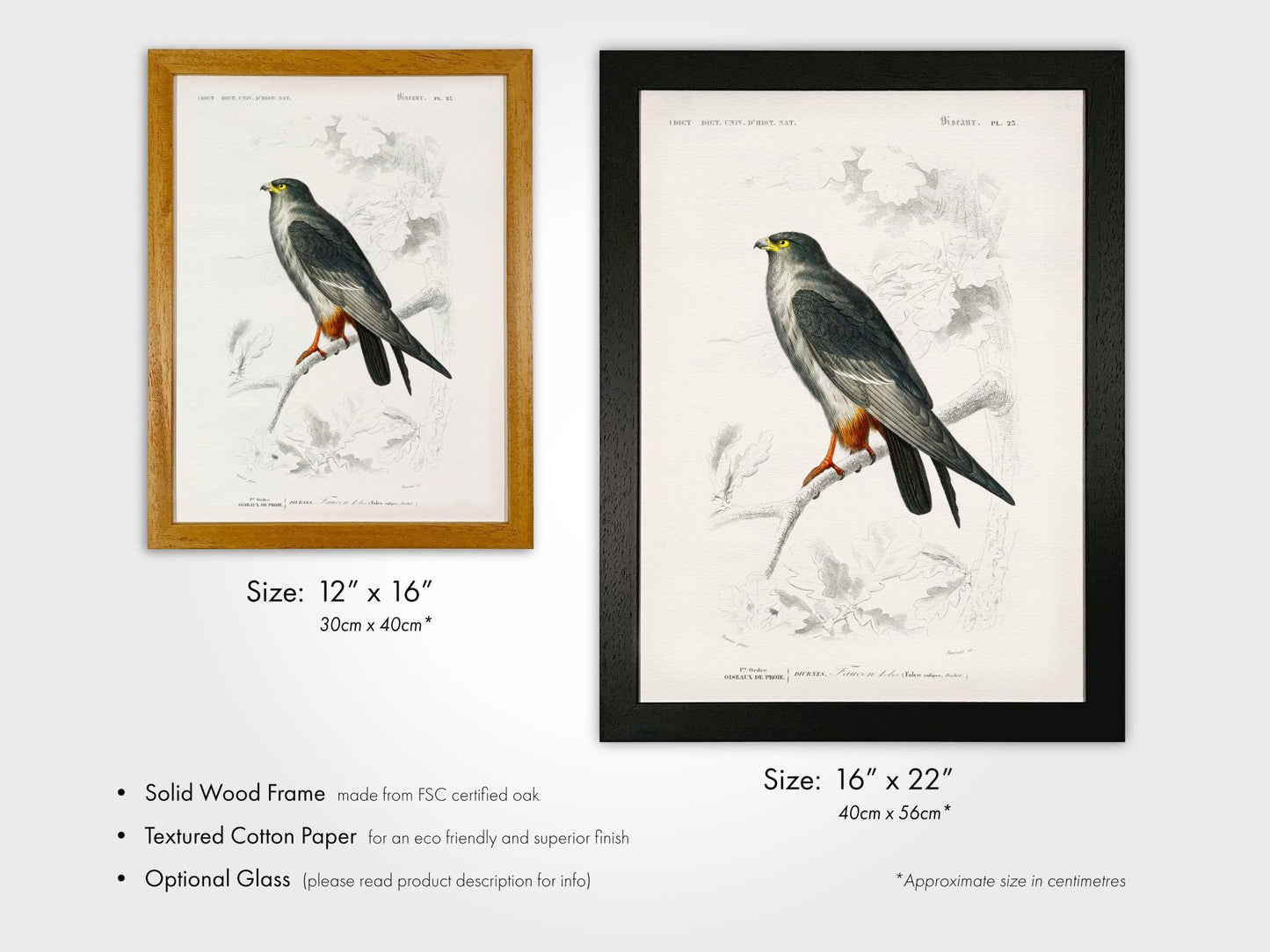 Red - Footed Falcon (Animal Illustration from ‘Dictionnaire Universel D'histoire Naturelle’) - Pathos Studio - Art Prints