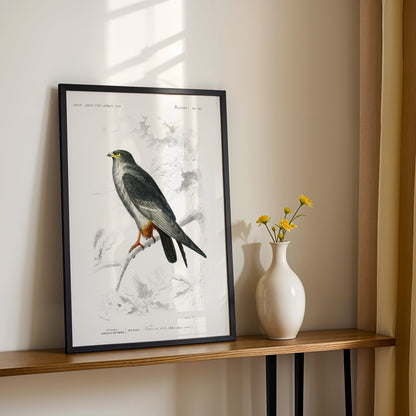 Red - Footed Falcon (Animal Illustration from ‘Dictionnaire Universel D'histoire Naturelle’) - Pathos Studio - Art Prints