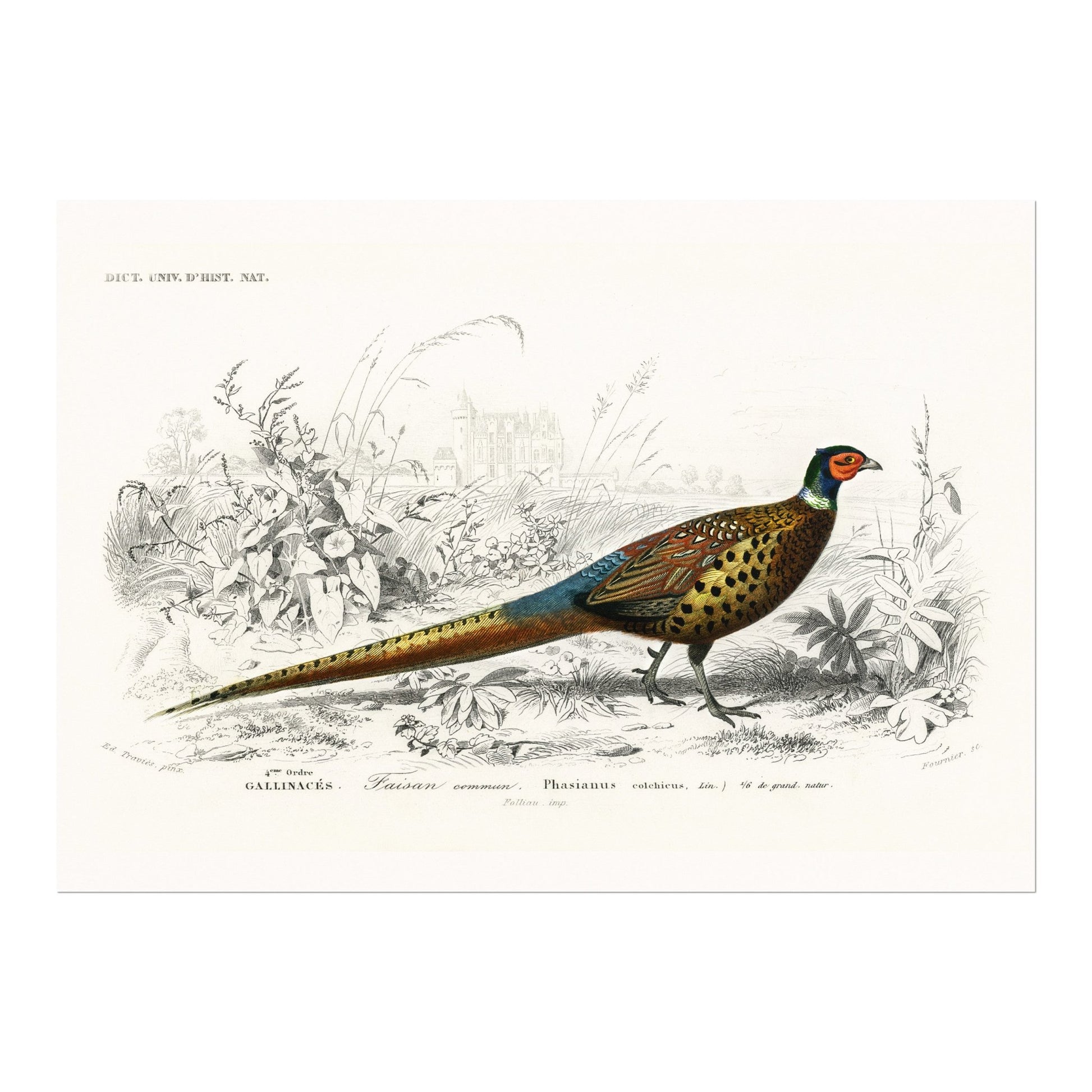 Ring - Necked Pheasant (Animal Illustration from ‘Dictionnaire Universel D'histoire Naturelle’) - Pathos Studio - Art Prints